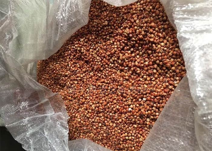 10.7想用高粱釀酒設(shè)備釀出高品質(zhì)固態(tài)酒，離不開(kāi)低溫入窖