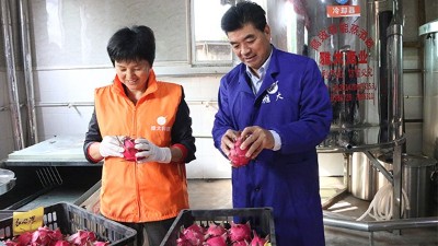 雅大1000斤火龍果酒發(fā)酵中，特邀您體驗后期果酒壓榨、滅菌全過程！