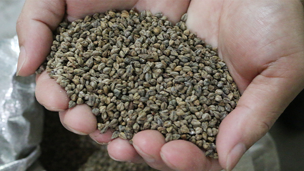 【釀酒設(shè)備廠家】苦蕎五糧酒釀酒技術(shù)，有想學(xué)的嗎？