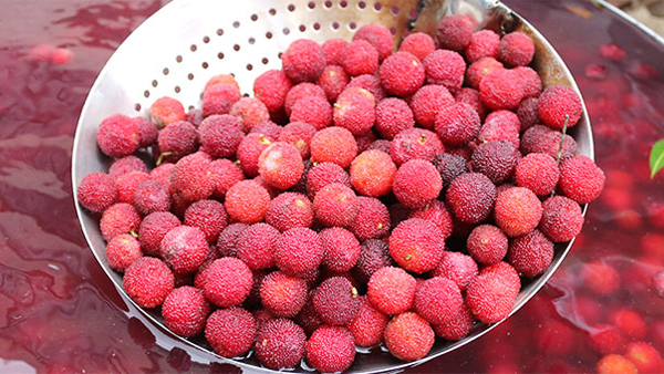 楊梅酒釀酒全攻略：從選果到陳釀的完整技術(shù)解析