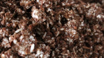 若大型釀酒設(shè)備酒廠采用大曲+小曲混合發(fā)酵，酒會好喝嗎？