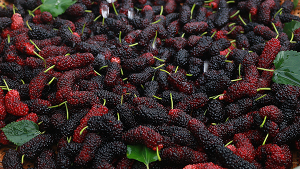 桑葚滯銷(xiāo)急壞果農(nóng)，用果酒釀酒設(shè)備釀成酒助果農(nóng)走出困局