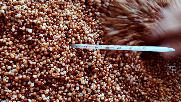 知道酒曲微生物與溫度的關系，才能進一步提升白酒出酒率！