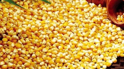 用玉米釀酒設(shè)備做酒，怎樣才能將每粒玉米中的淀粉吃干榨凈？