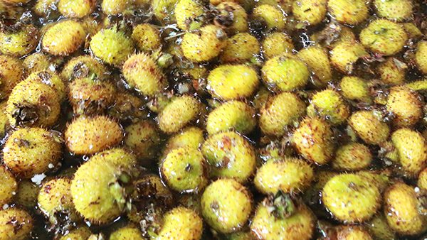 山間野果變黃金佳釀！刺梨季倒計時，雅大助您搶占刺梨酒財富先機！