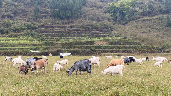 聽(tīng)過(guò)酒糟養(yǎng)豬，內(nèi)蒙冀總卻用釀白酒設(shè)備釀酒后的酒糟養(yǎng)鴕鳥(niǎo)