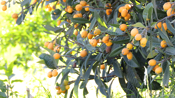 滯銷枇杷別丟棄！7步釀出高價果酒，畝產(chǎn)利潤翻5倍！