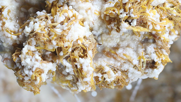 重陽節(jié)養(yǎng)生佳釀，菊花糯米酒的釀酒技藝