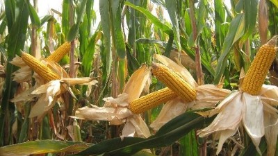 玉米滯銷村民心中苦，劉哥借助白酒釀造設(shè)備釀出“脫貧致富酒”