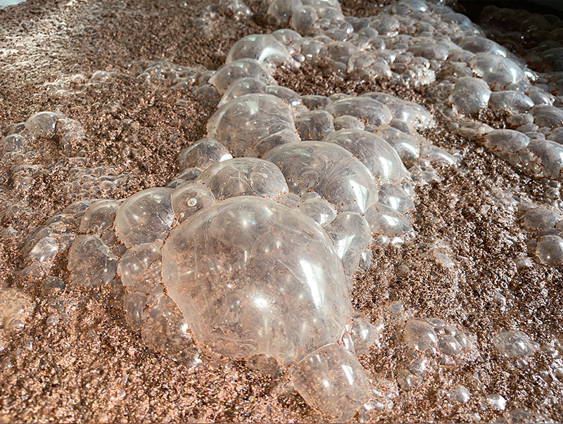 微生物與氧氣相結合