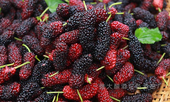 采摘新鮮、成熟的桑葚