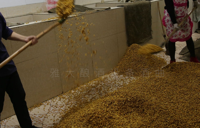 6.24玉米固態(tài)釀酒技術——入池發(fā)酵