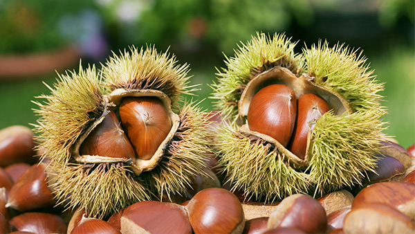 我想釀板栗酒，用哪一款酒曲比較好？