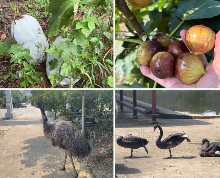 詠芽伴泉內是一個休閑農莊