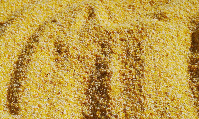 9.8玉米熟料液態(tài)發(fā)酵，請將玉米粉碎成小顆粒