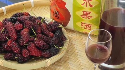 將桑葚釀成酒，雅大大型釀酒設(shè)備廠家助力湖北農(nóng)產(chǎn)品滯銷