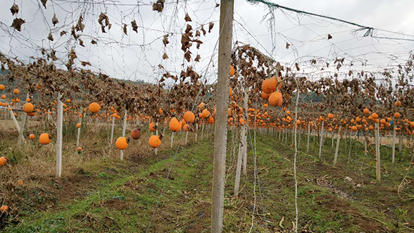 引進(jìn)果酒釀酒設(shè)備做酒，發(fā)展瓜蔞全產(chǎn)生鏈，帶動(dòng)村民就業(yè)增收