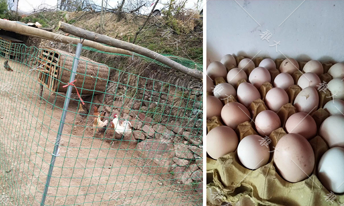 924趙總建設(shè)大型養(yǎng)殖場(chǎng)，用酒糟養(yǎng)豬、養(yǎng)雞