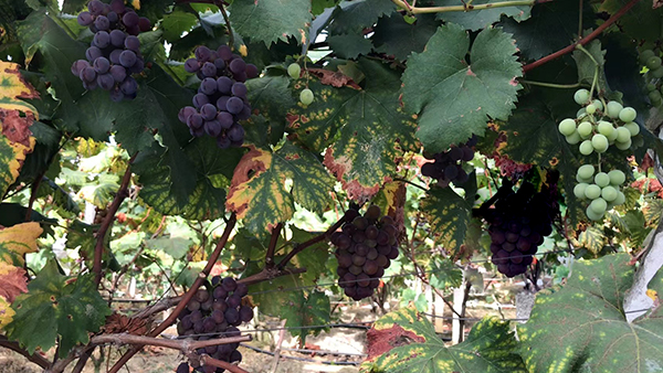 用果酒釀酒設(shè)備釀造葡萄酒的詳細(xì)步驟，全在這兒了！