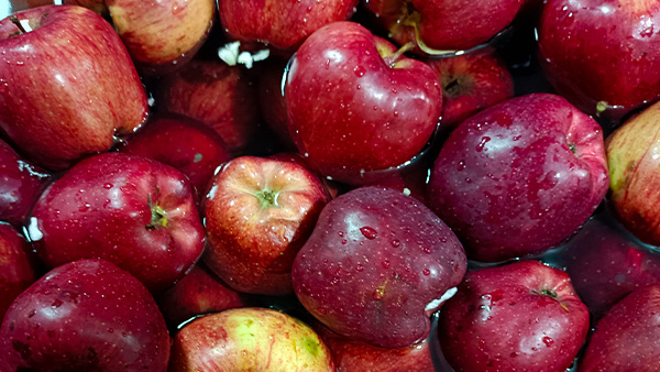 用大型釀酒設(shè)備做蘋果酒，“剩蘋果”搖身一變成為致富果