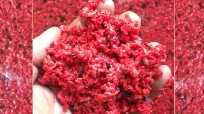 用小型蒸酒設(shè)備釀造純手工紅曲酒，紅火迎新年！