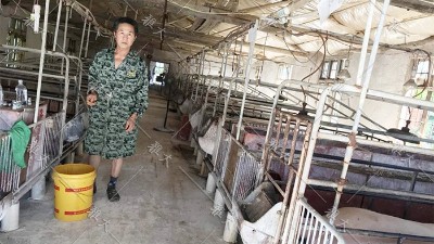 養(yǎng)豬糧食消耗大，成本高？試試白酒蒸餾設(shè)備釀酒+酒糟養(yǎng)豬新模式！