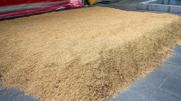 小曲固態(tài)釀酒為什么要糖化，不糖化可不可以？