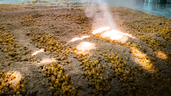 白酒固態(tài)發(fā)酵，糖化步驟能省略嗎？關(guān)鍵影響不可不知！