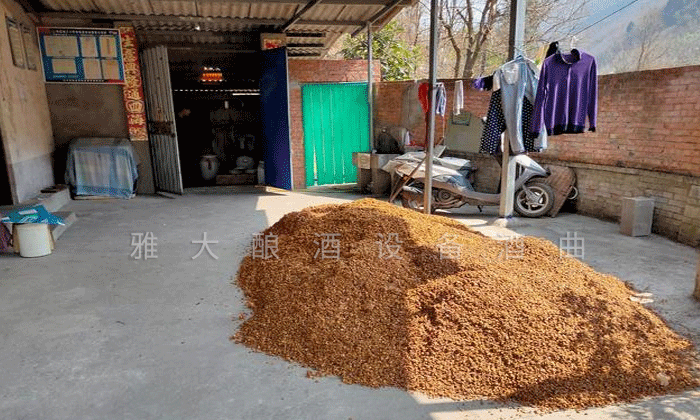 7.7剛剛蒸餾出來的新鮮酒糟，配糟用