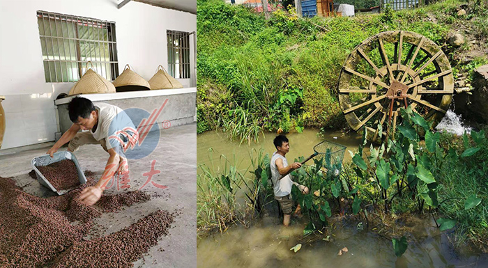 10.11到酒坊體驗(yàn)農(nóng)家生活，回憶兒時美好時光