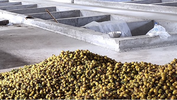 幾千畝刺梨急需發(fā)酵怎么辦？雅大大型釀酒設(shè)備技術(shù)總監(jiān)上門指導(dǎo)