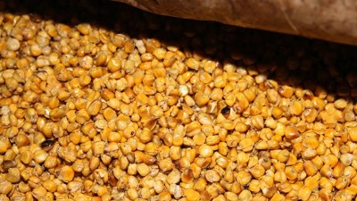 用玉米釀酒設(shè)備釀酒發(fā)酵時(shí)忽視這7點(diǎn)，好酒會(huì)離你越來越遠(yuǎn)！