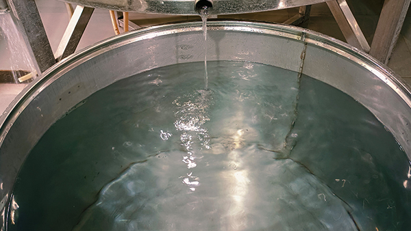 用白酒釀酒設(shè)備做固態(tài)酒出酒率低，到底是什么原因？