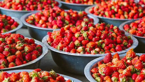 莓好時光：手把手釀您釀春日限定草莓酒，解鎖微醺儀式感